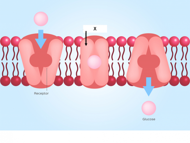 active-transport-diagram